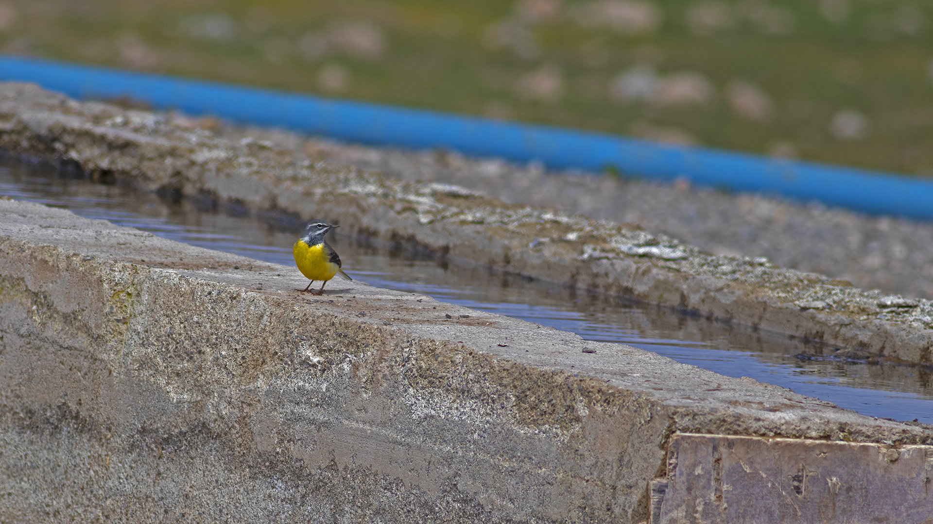 Gray Wagtail